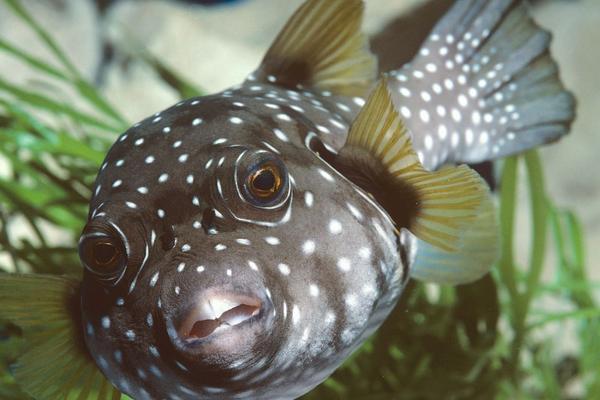 2018养河豚赚钱吗?河豚养殖的利润与投资成本及前景预测