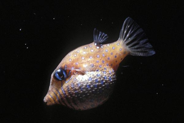 2018养河豚赚钱吗?河豚养殖的利润与投资成本及前景预测