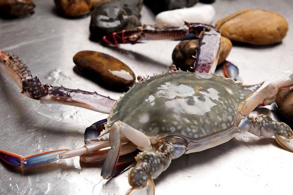 2018养河蟹赚钱吗?河蟹养殖的利润与投资成本及前景预测