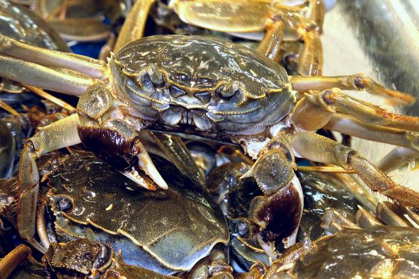 2018养河蟹赚钱吗?河蟹养殖的利润与投资成本及前景预测