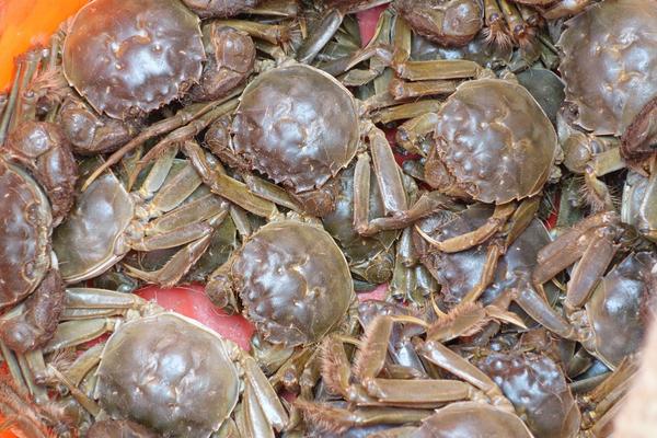 2018养河蟹赚钱吗?河蟹养殖的利润与投资成本及前景预测