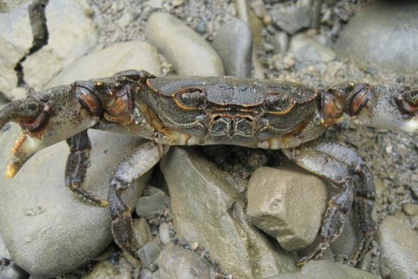 2018养河蟹赚钱吗?河蟹养殖的利润与投资成本及前景预测