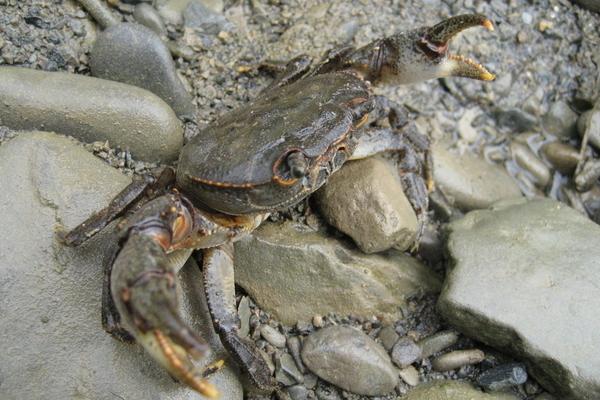 2018养河蟹赚钱吗?河蟹养殖的利润与投资成本及前景预测