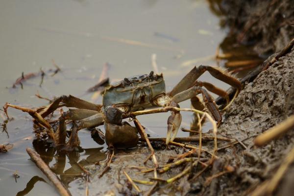 2018养河蟹赚钱吗?河蟹养殖的利润与投资成本及前景预测