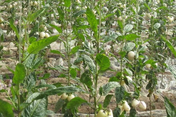 人参果种植技术视频