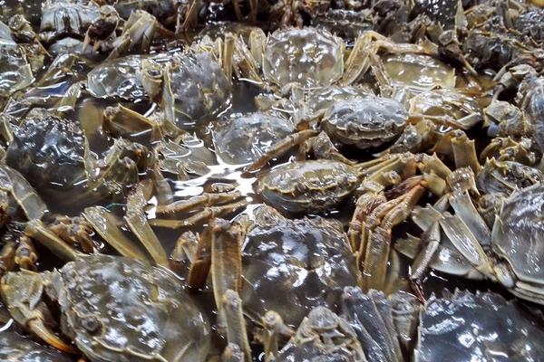 2018养河蟹赚钱吗?河蟹养殖的利润与投资成本及前景预测