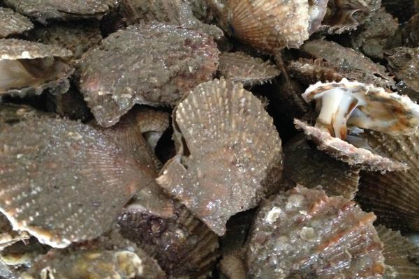 2018养扇贝赚钱吗?扇贝养殖的利润与投资成本及前景预测