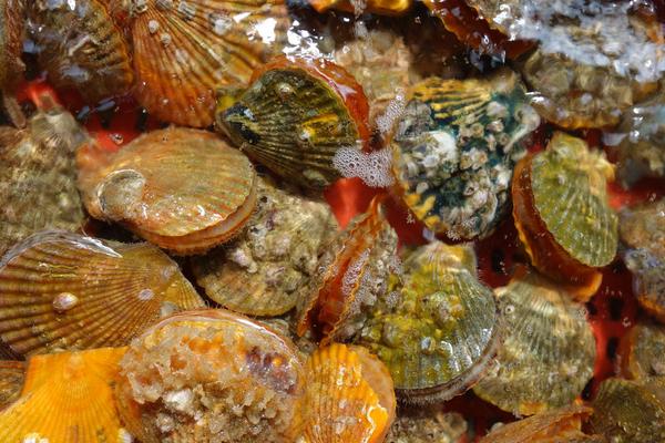 2018养扇贝赚钱吗?扇贝养殖的利润与投资成本及前景预测