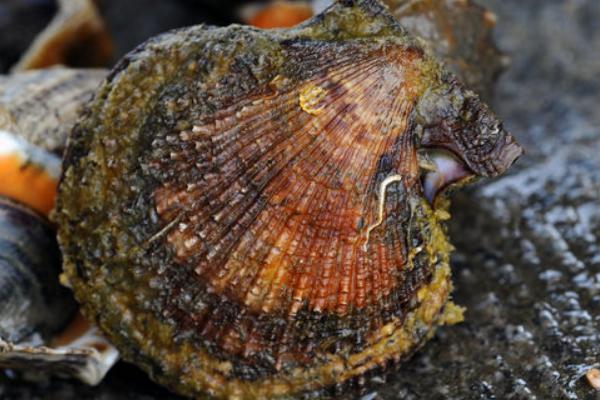 2018养扇贝赚钱吗?扇贝养殖的利润与投资成本及前景预测