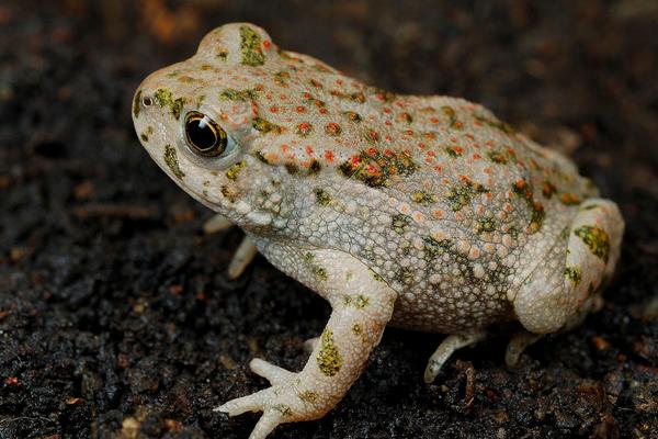 2018养蟾蜍赚钱吗?蟾蜍养殖的利润与投资成本及前景预测