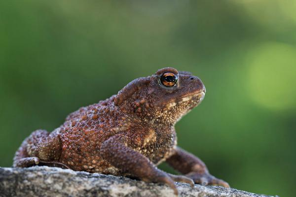 2018养蟾蜍赚钱吗?蟾蜍养殖的利润与投资成本及前景预测