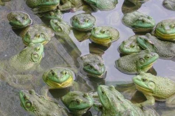 2018养牛蛙赚钱吗?牛蛙养殖的利润与投资成本及前景预测