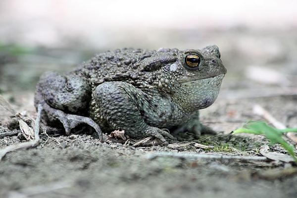 2018养蟾蜍赚钱吗?蟾蜍养殖的利润与投资成本及前景预测