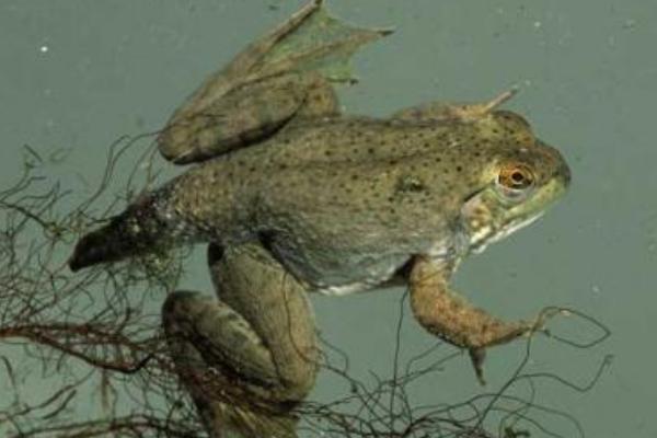 2018养牛蛙赚钱吗?牛蛙养殖的利润与投资成本及前景预测