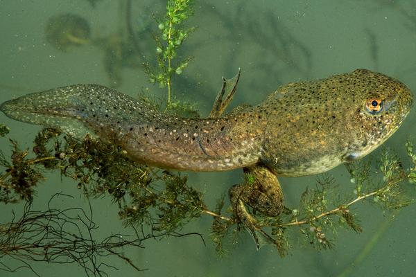 2018养牛蛙赚钱吗?牛蛙养殖的利润与投资成本及前景预测