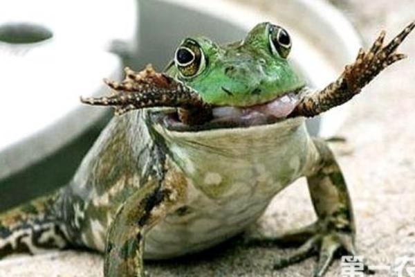 2018养牛蛙赚钱吗?牛蛙养殖的利润与投资成本及前景预测