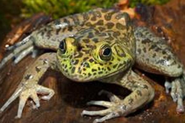 2018养牛蛙赚钱吗?牛蛙养殖的利润与投资成本及前景预测