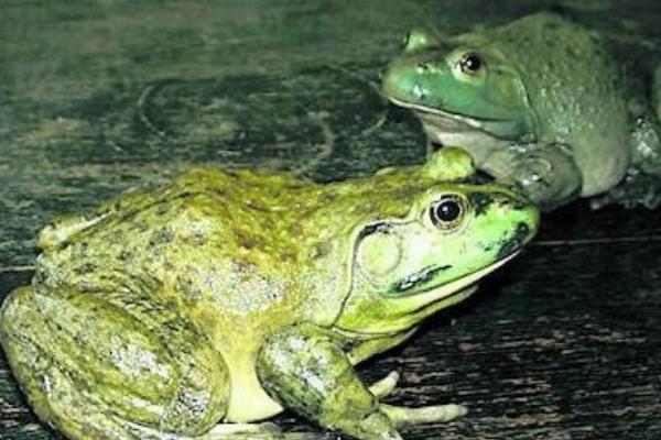 2018养牛蛙赚钱吗?牛蛙养殖的利润与投资成本及前景预测