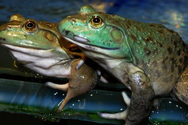 2018养牛蛙赚钱吗?牛蛙养殖的利润与投资成本及前景预测