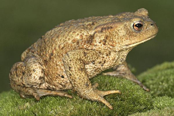 2018养蟾蜍赚钱吗?蟾蜍养殖的利润与投资成本及前景预测