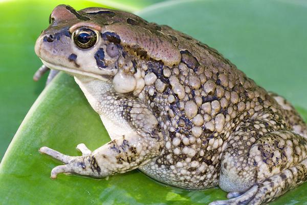 2018养蟾蜍赚钱吗?蟾蜍养殖的利润与投资成本及前景预测