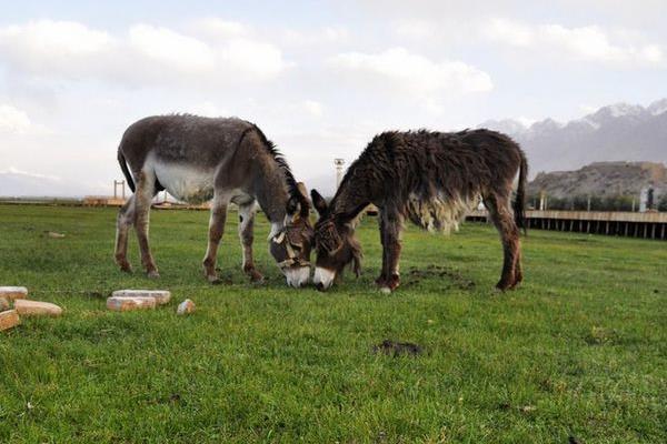 养驴配种有哪些注意事项？如何进行人工授精？