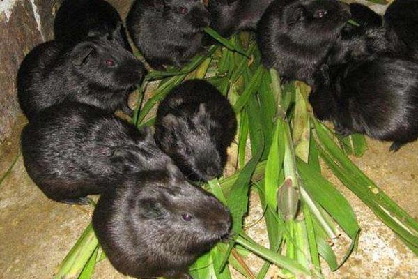 黑豚鼠养殖是骗局吗?