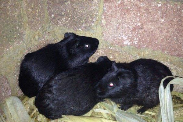 黑豚鼠养殖是骗局吗?