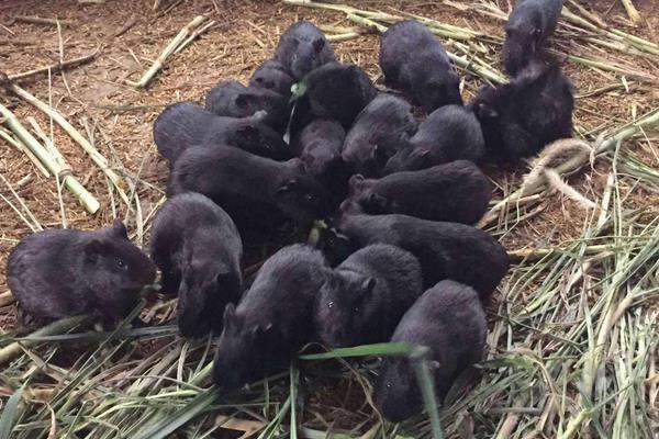 黑豚鼠养殖是骗局吗?