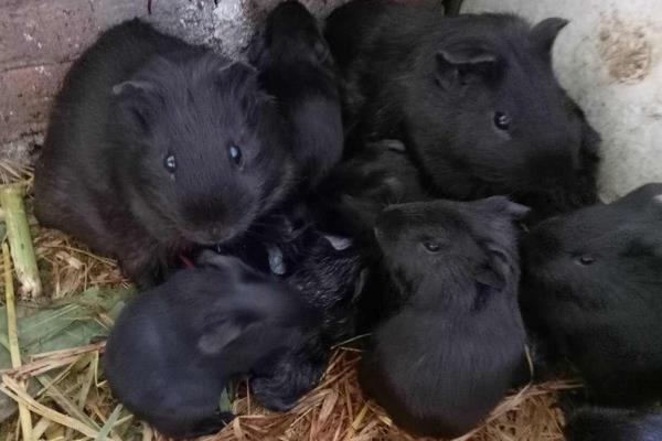 黑豚鼠养殖是骗局吗?