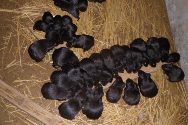 黑豚鼠养殖是骗局吗?