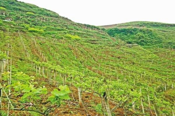 猕猴桃种植技术视频