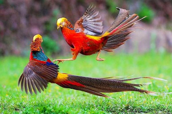 红腹锦鸡的养殖经验