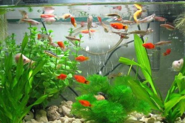 做生意养鱼养几条好?办公室养鱼风水知识、讲究