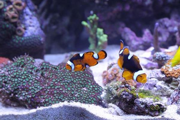 做生意养鱼养几条好?办公室养鱼风水知识、讲究