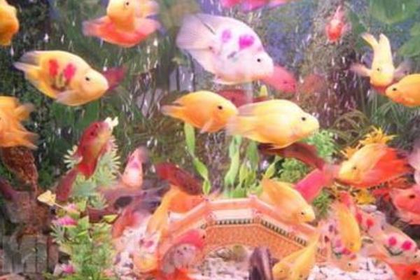 做生意养鱼养几条好?办公室养鱼风水知识、讲究