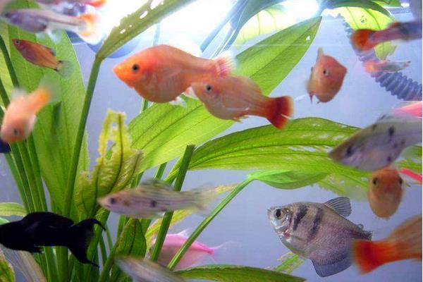 做生意养鱼养几条好?办公室养鱼风水知识、讲究
