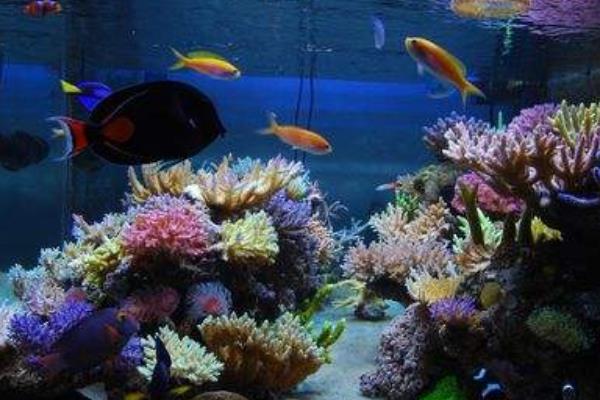 做生意养鱼养几条好?办公室养鱼风水知识、讲究