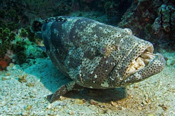 养一亩石斑鱼能赚多少钱?养石斑鱼的成本和利润