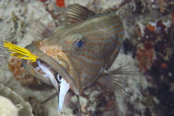 养一亩石斑鱼能赚多少钱?养石斑鱼的成本和利润