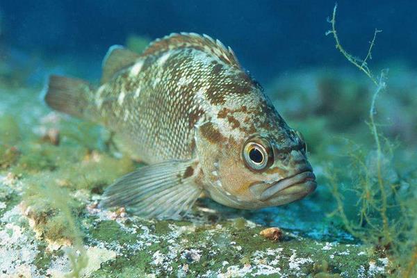 养一亩石斑鱼能赚多少钱?养石斑鱼的成本和利润