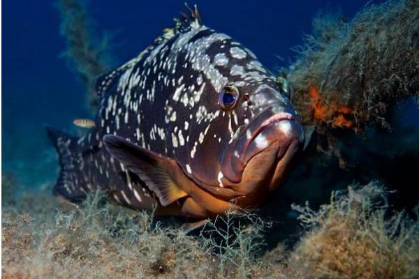 养一亩石斑鱼能赚多少钱?养石斑鱼的成本和利润