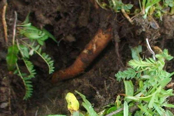 黄芪什么时候采收比较好?