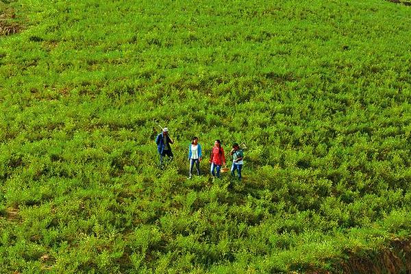 黄芪什么时候采收比较好?