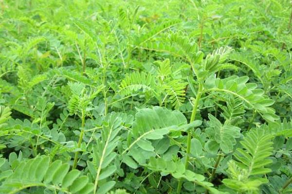 黄芪什么时候采收比较好?