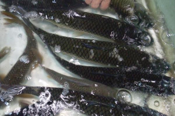 2018养草鱼赚钱吗？草鱼养殖的利润与投资成本及前景预测