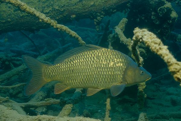2018养鲤鱼赚钱吗?鲤鱼养殖的利润与投资成本及前景预测