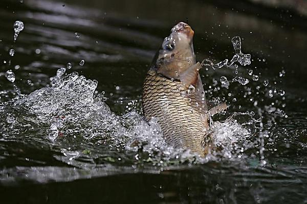 2018养鲤鱼赚钱吗?鲤鱼养殖的利润与投资成本及前景预测