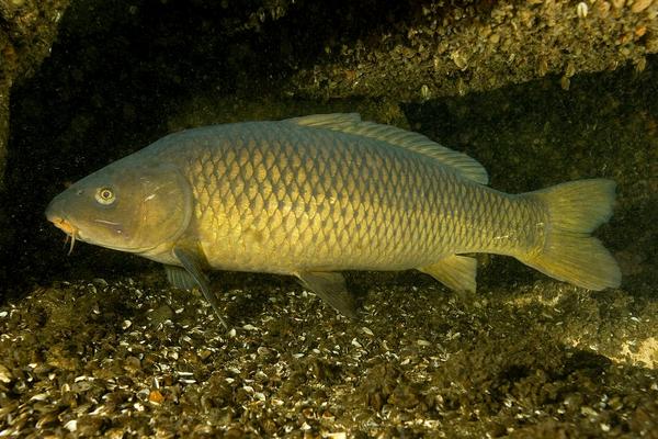 2018养鲤鱼赚钱吗?鲤鱼养殖的利润与投资成本及前景预测