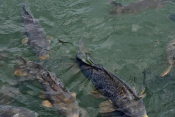 2018养鲤鱼赚钱吗?鲤鱼养殖的利润与投资成本及前景预测